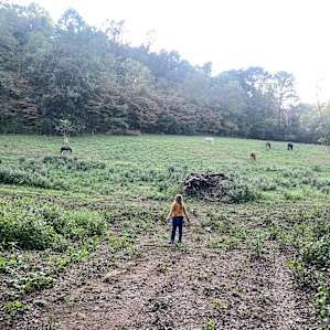 Tent Camping on 93 acre Horse Farm