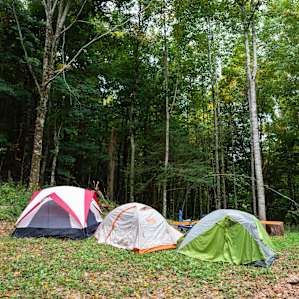 There is room from plenty of tents, surrounded by the woods.