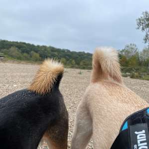 Scenery is lost on the dogs