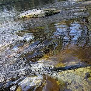 Neversink Sanctuary