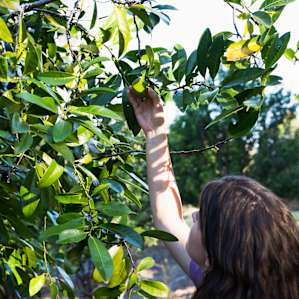 Take a walk around the orchard