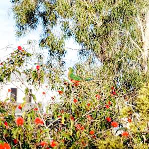 A King Parrot- We couldn't believe how alive Jodies yard was with wildlife.