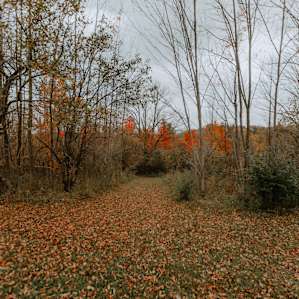 Entrance to the trail which will take you down to the camp area/river