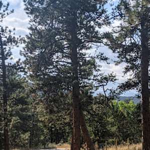 Shaded RV Spot