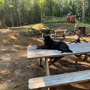 Camp in the woods