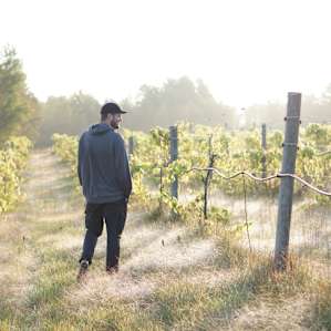 Flying "L" Vineyard