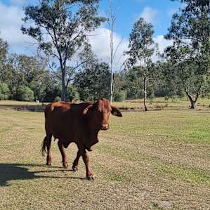 Friendly neighbours saying hi