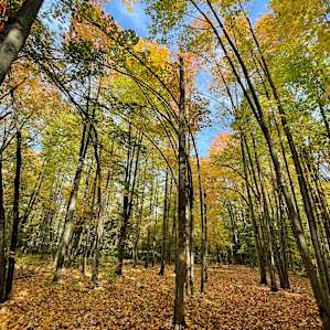 Cold Hollow Disc Golf & Camping