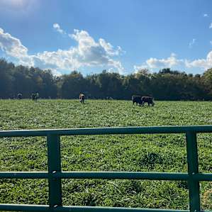 Beautiful day to visit the cows on property