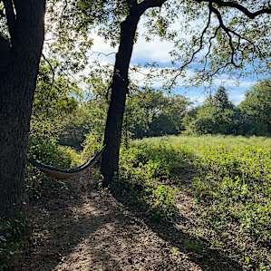 Hammock trees (there are several good spots)