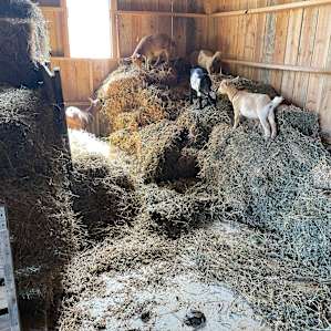 Farm Camping
