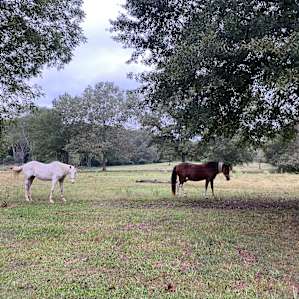 Some of the regulars here at Oak Creek Horse Farm