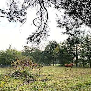 A World Away Farm, LLC Tent Sites