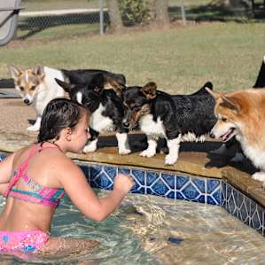 Swimming with the pups