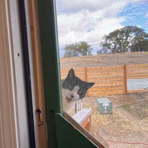 one of our host’s sweet kitties trying to get into our room