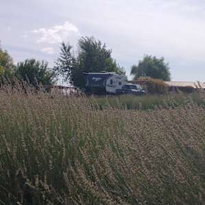 Walla Walla's Lavender Farm