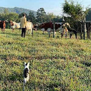 Springhorn Ranch