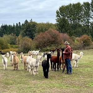 Run with the Alpacas camp