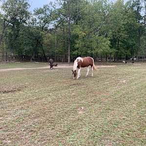 Hummingbird Hollow Farm Sanctuary