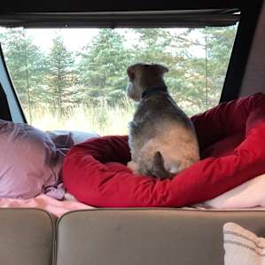 Seamus enjoying the morning view.