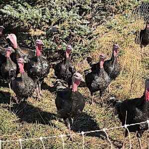 Turkey time!