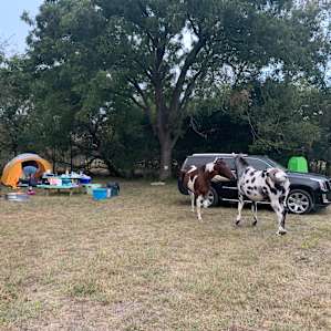 Sleep Under the Pecan Trees