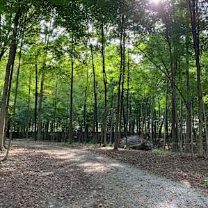 Hidden Woods--Tent Site #1