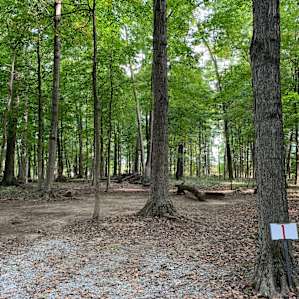 Hidden Woods--Tent Site #1
