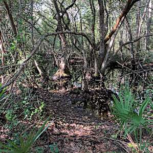 Creek near campsite