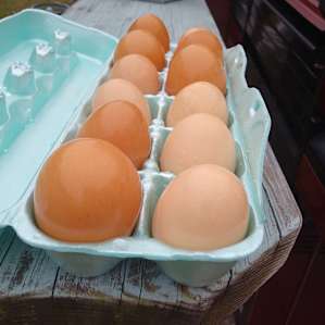 Fresh eggs