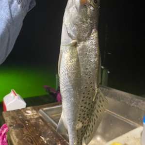 Spotted red trout. Caught on Spec rig with glow in the dark paddle tail plastics. Spec rig works great by itself as well as small lures.