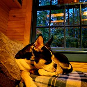 Digby digging the hygge vibe