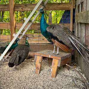 Peacocks!
