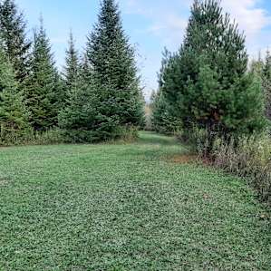 Hidden Pines