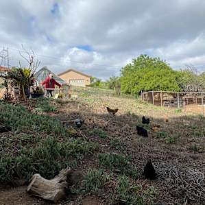Camping with Rescue Animals