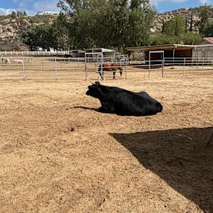 Camping with Rescue Animals