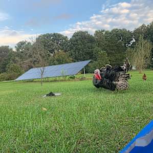 Wooded campsite