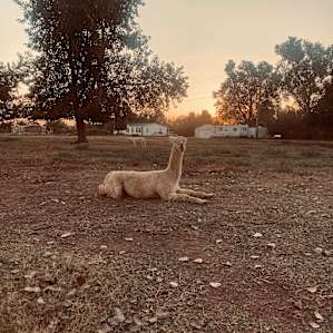 Al-paca tent camp ,Tuttle ok