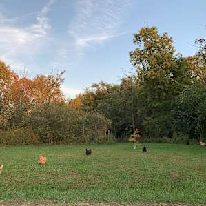 Chickens enjoying the farm.