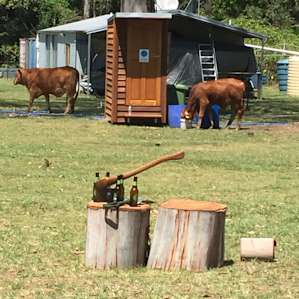 The cows enjoying the toilet flushing water
