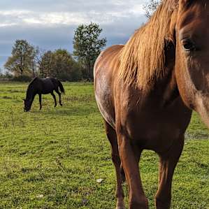 Quiet Family Horse Farm