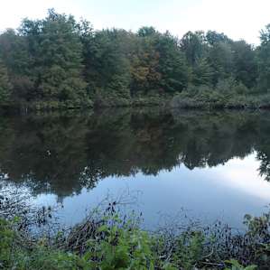 Elk Ranch