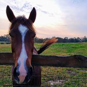 Classic Kentucky Horse Farm