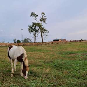 Classic Kentucky Horse Farm