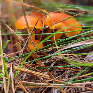 Mushrooms and many more mushrooms