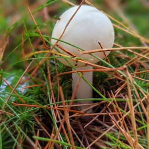 Mushrooms and many more mushrooms