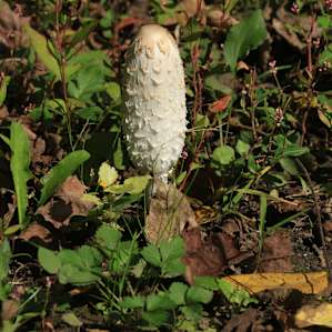 Mushroom. Not edible please.