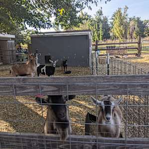 JenEric Alpaca Ranch