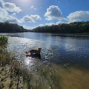 The Meadows of Chigger Creek