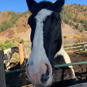 Horsie!